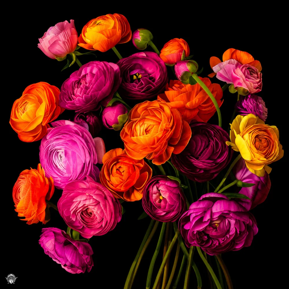 A crowded bunch of ranunculus in magenta and orange, cut out against black